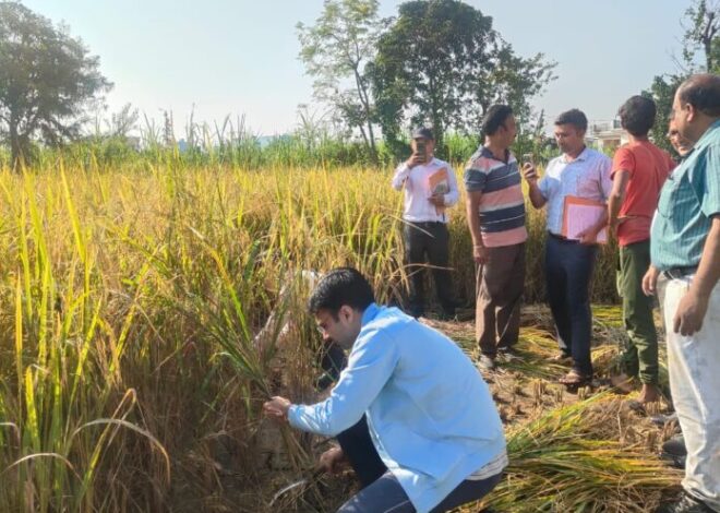 सुबह-सुबह किसान बन डीएम, पहुंचे धान के खेत,किसानों संग की फसल की कटाई