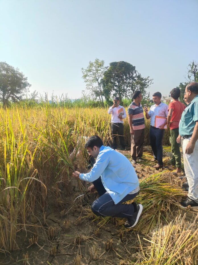 सुबह-सुबह किसान बन डीएम, पहुंचे धान के खेत,किसानों संग की फसल की कटाई