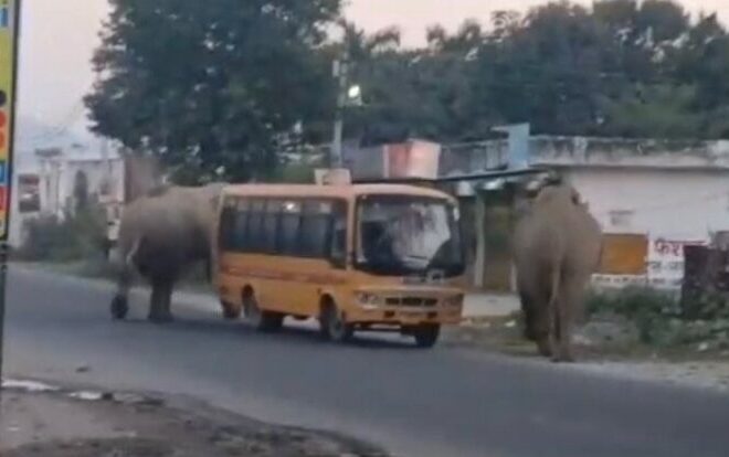 दो हाथियों ने स्कूल बस को घेरा