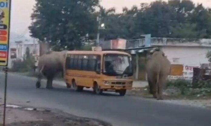 दो हाथियों ने स्कूल बस को घेरा