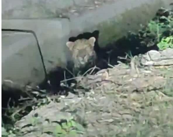 आबादी क्षेत्र में गुलदार दिखने से दहशत