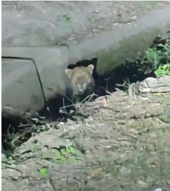 आबादी क्षेत्र में गुलदार दिखने से दहशत