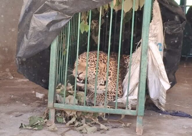 खौफ बरकरारः पिंजरे में कैद हुआ चार साल का गुलदार