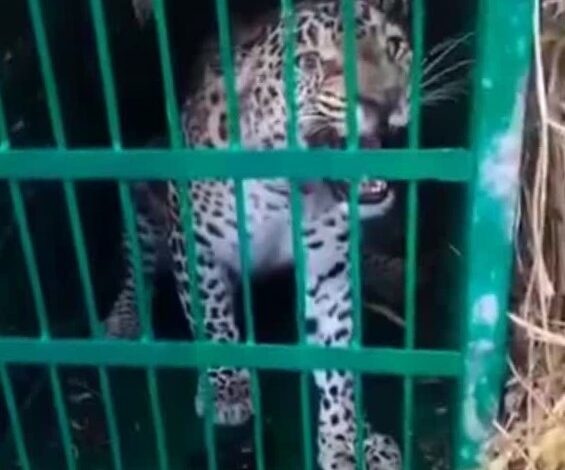 गांव में दहशत का कारण बना गुलदार पिंजरे में कैद