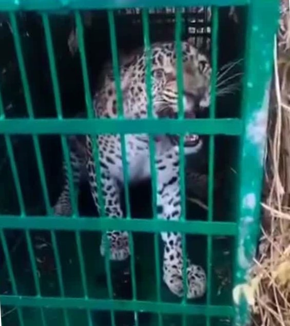 गांव में दहशत का कारण बना गुलदार पिंजरे में कैद