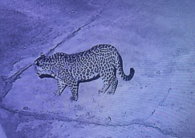 देर रात ग्रामीण के घर में घुसा गुलदार