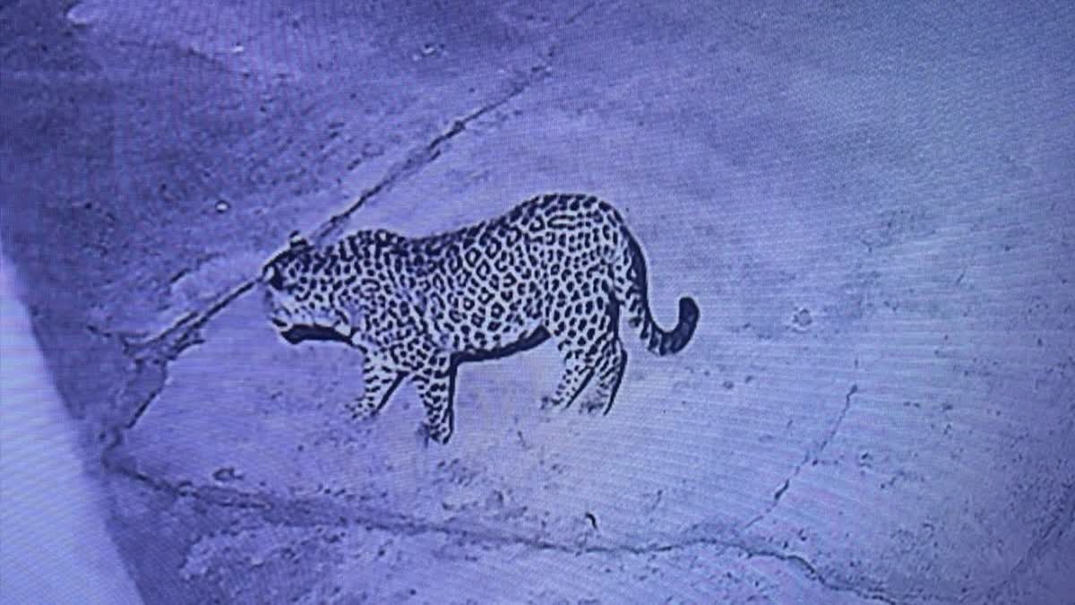 देर रात ग्रामीण के घर में घुसा गुलदार