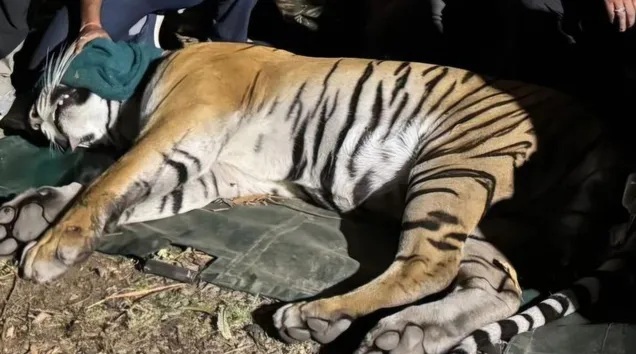 आतंक फैलाने वाला हिंसक बाघ पकड़ा