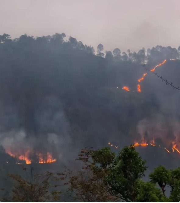 धधकते जंगलों की आग ने लिया विकराल रूप