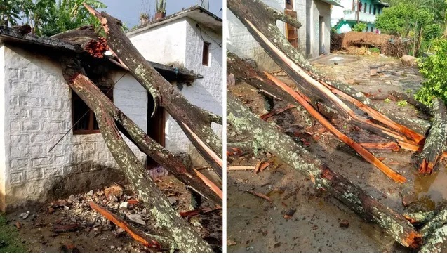 मकान पर गिरा तुन का पेड़