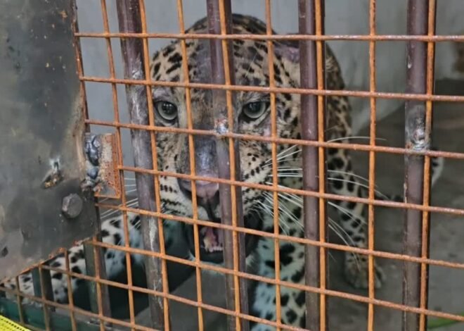 बाड़े में कैद गुलदार को हाई रेस्क्यू सेंटर भेजने की मंजूरी का इंतजार