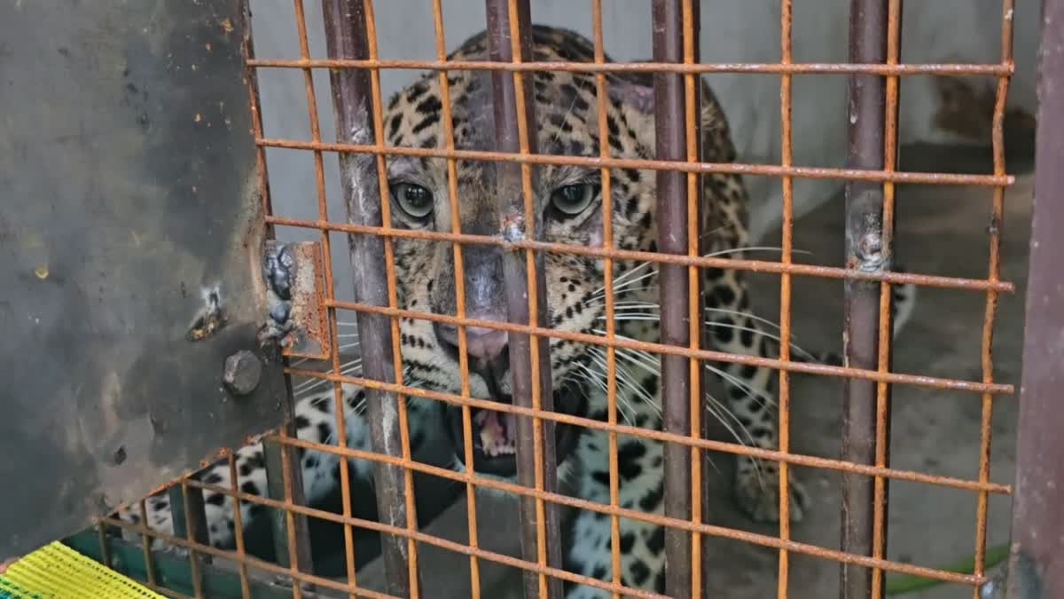 बाड़े में कैद गुलदार को हाई रेस्क्यू सेंटर भेजने की मंजूरी का इंतजार