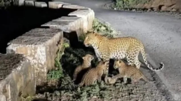 तीन शावकों के साथ मादा गुलदार की फोटो वायरल