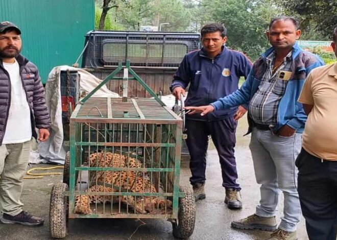 कई कुत्तों और बकरियों को निवाला बनाने वाला गुलदार पिंजरे में कैद